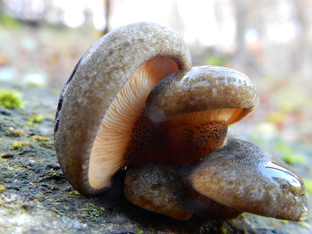 pňovka neskorá Sarcomyxa serotina (Pers.) P. Karst.