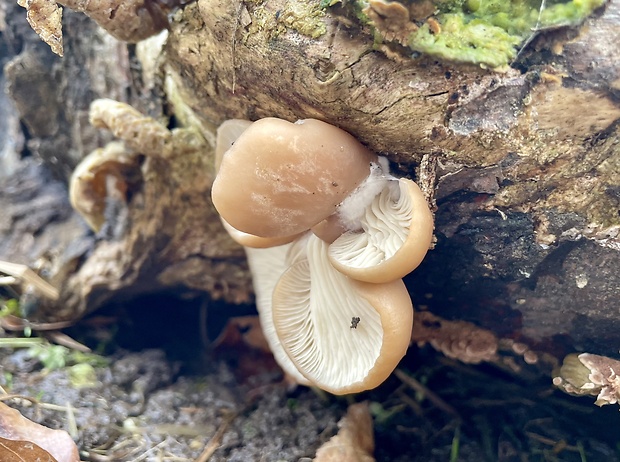 hliva ustricovitá Pleurotus ostreatus (Jacq.) P. Kumm.