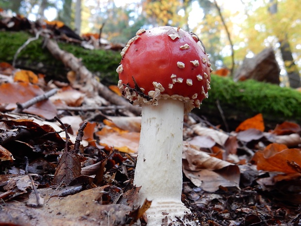 muchotrávka červená Amanita muscaria (L.) Lam.