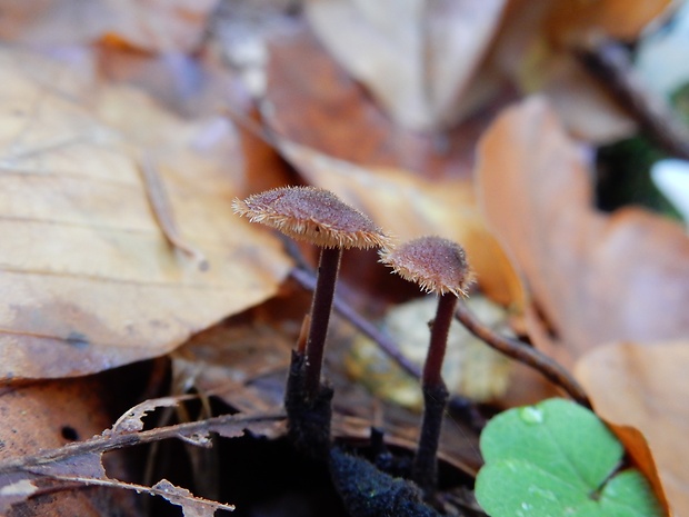 lopatovka obyčajná Auriscalpium vulgare Gray