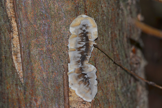 sivopórovka tmavá Bjerkandera adusta (Willd.) P. Karst.