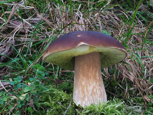 hríb smrekový Boletus edulis Bull.