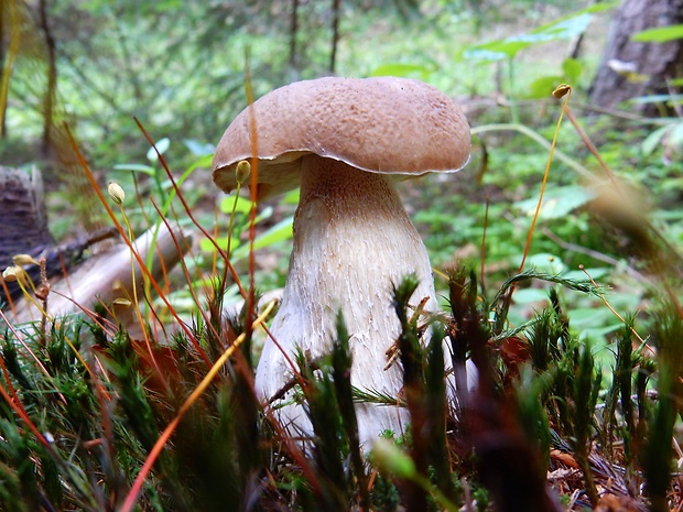 hríb smrekový Boletus edulis Bull.