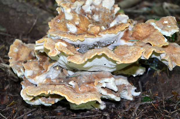 trsovec horský Bondarzewia mesenterica (Schaeff.) Kreisel