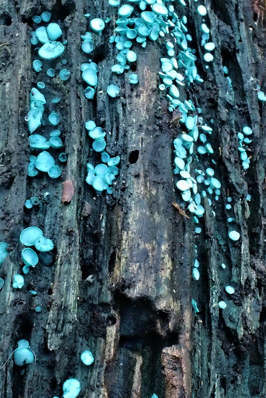 zelenica Chlorociboria sp.