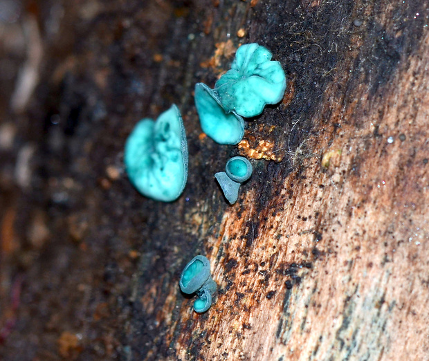 zelenica Chlorociboria sp.