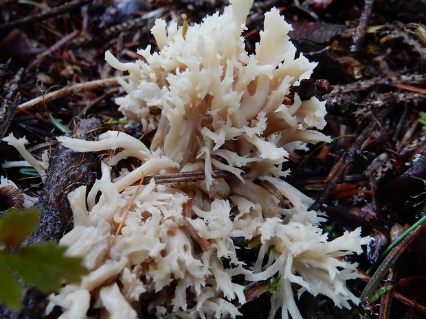 konárovka hrebenitá Clavulina coralloides (L.) J. Schröt.