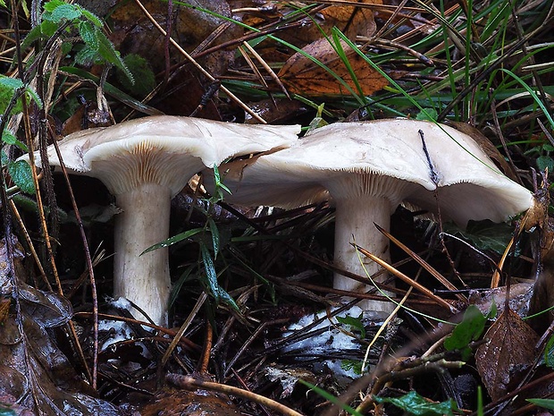 strmuľka inovaťová Clitocybe nebularis (Batsch) P. Kumm.