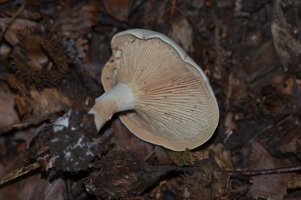 machovka obyčajná Clitopilus prunulus (Scop.) P. Kumm.