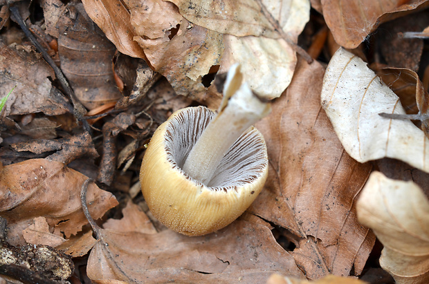 hnojník ligotavý Coprinellus micaceus (Bull.) Vilgalys, Hopple & Jacq. Johnson