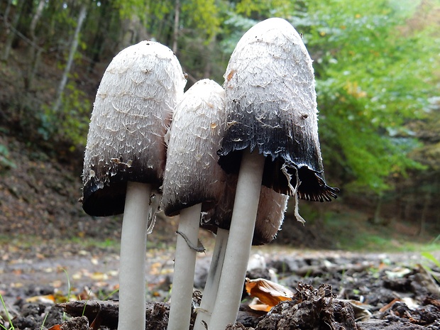 hnojník obyčajný Coprinus comatus (O.F. Müll.) Pers.