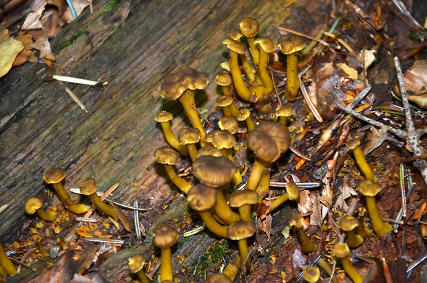 kuriatko lievikovité Craterellus tubaeformis (Fr.) Quél.