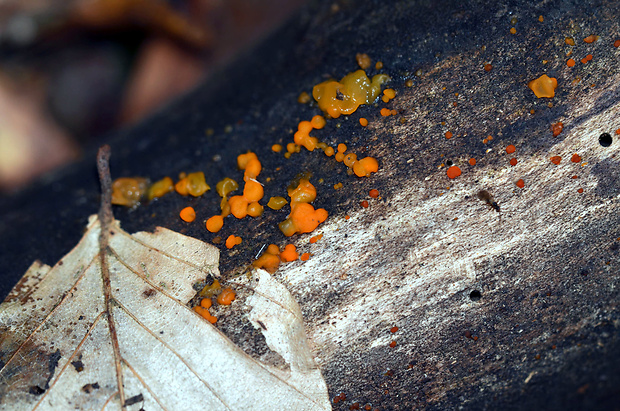 slzovec Dacrymyces sp.