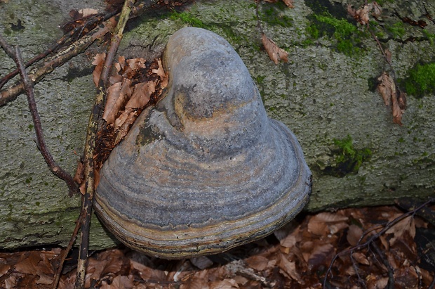 práchnovec kopytovitý Fomes fomentarius (L.) J.J. Kickx