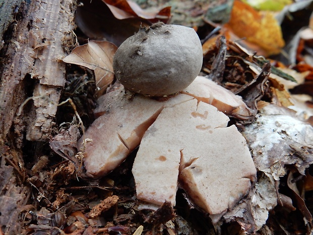 hviezdovka červenkastá Geastrum rufescens Pers.