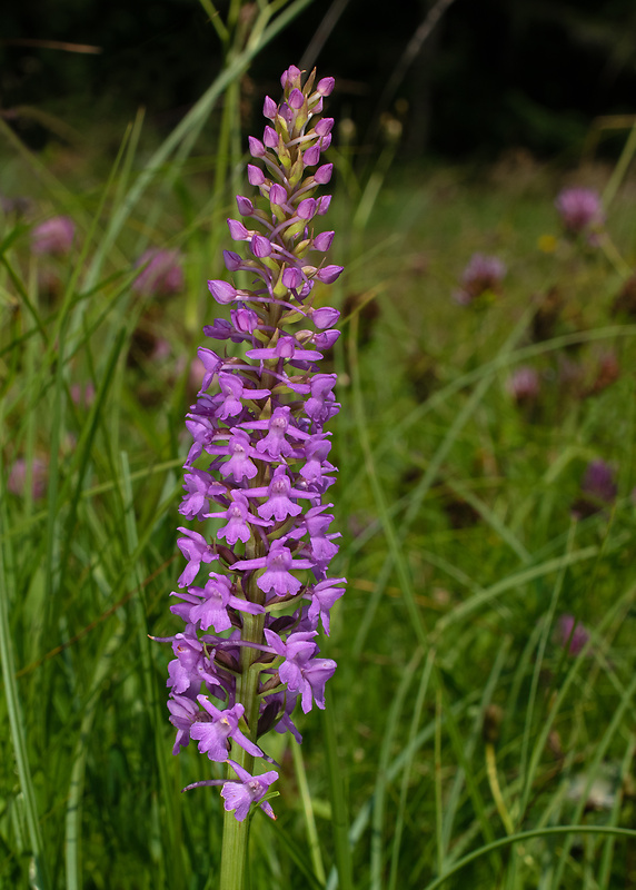 päťprstnica obyčajná Gymnadenia conopsea (L.) R. Br.