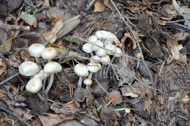 peniazovka trsovitá Gymnopus confluens (Pers.) Antonín, Halling & Noordel.