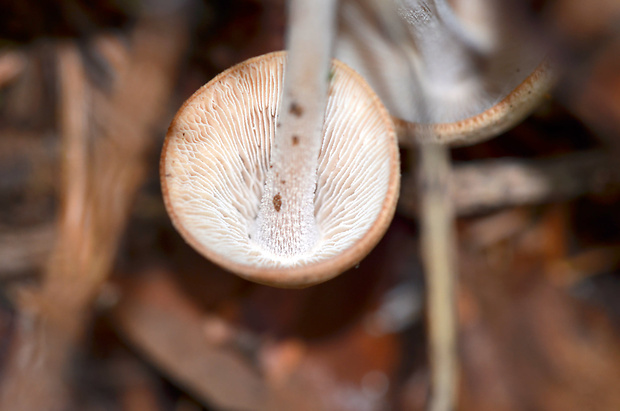 peniazovka trsovitá Gymnopus confluens (Pers.) Antonín, Halling & Noordel.