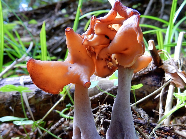 ušiak mitrovitý Gyromitra infula (Schaeff.) Quél.