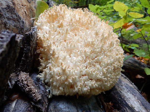 koralovec bukový Hericium coralloides (Scop.) Pers.