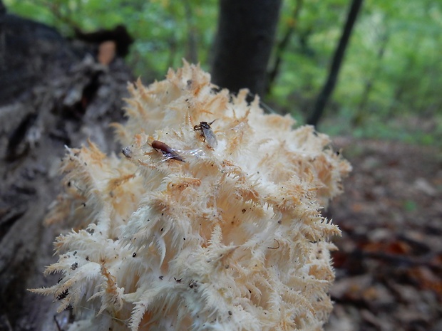 koralovec bukový Hericium coralloides (Scop.) Pers.