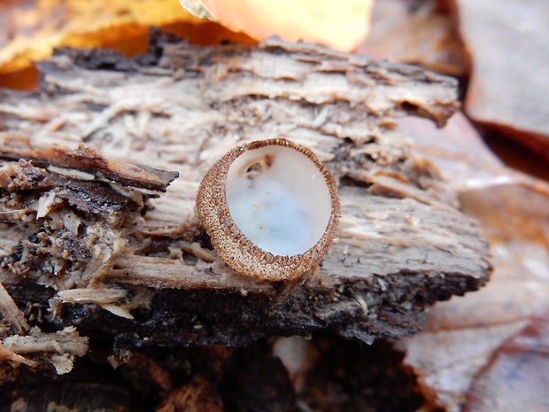 humária polguľovitá Humaria hemisphaerica (F.H. Wigg.) Fuckel