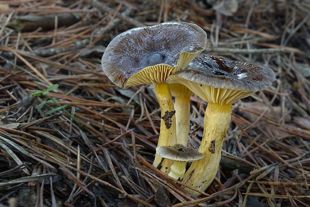 šťavnačka mrazová Hygrophorus hypothejus (Fr.) Fr.