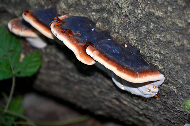 smolokôrovka buková Ischnoderma resinosum (Schrad.) P. Karst.