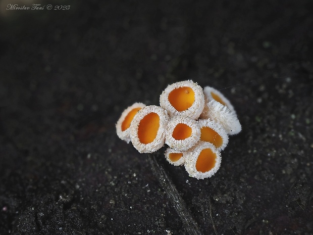 vlnuška Lachnellula sp.