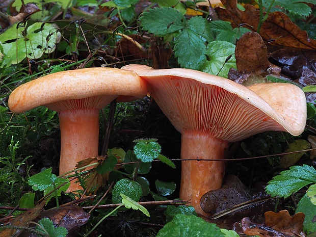 rýdzik jedľový Lactarius salmonicolor R. Heim & Leclair