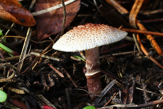 bedlička fialovkastá Lepiota lilacea Bres.