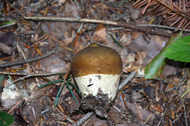 prášnica žltohnedá Lycoperdon lividum Pers.