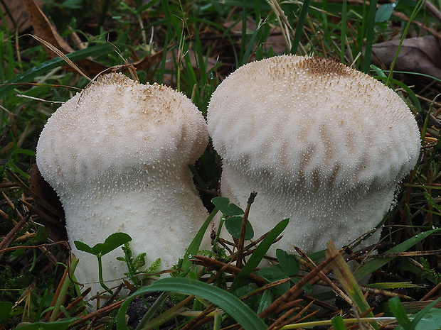 prášnica bradavičnatá Lycoperdon perlatum Pers.