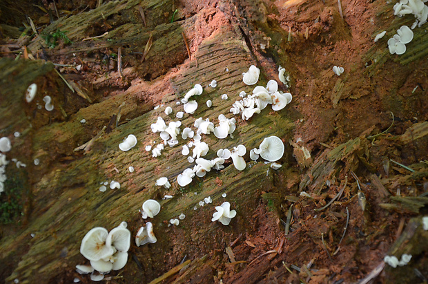 hlivuľa uškatá Pleurocybella porrigens (Pers.) Singer