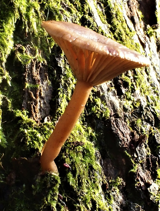 strmulica čiaškovitá Pseudoclitocybe cyathiformis (Bull.) Singer