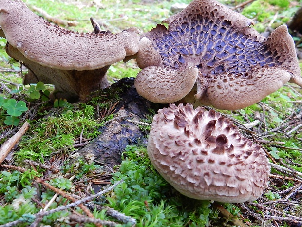 jelenkovec škridlicovitý Sarcodon imbricatus (L.) P. Karst.