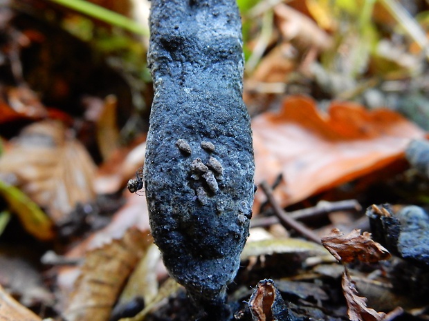 drevnatec Xylaria sp.