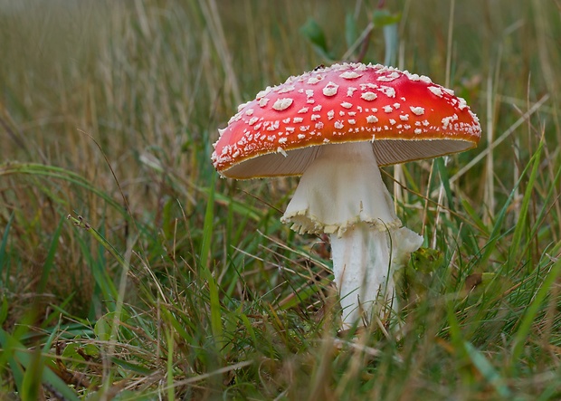 muchotrávka červená Amanita muscaria (L.) Lam.