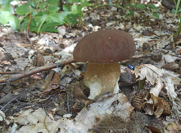 hríb dubový Boletus reticulatus Schaeff.