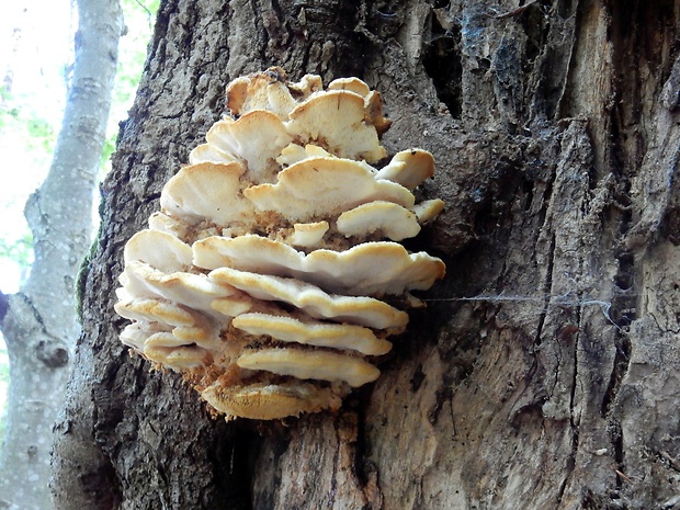 zubček severský Climacodon septentrionalis (Fr.) P. Karst.