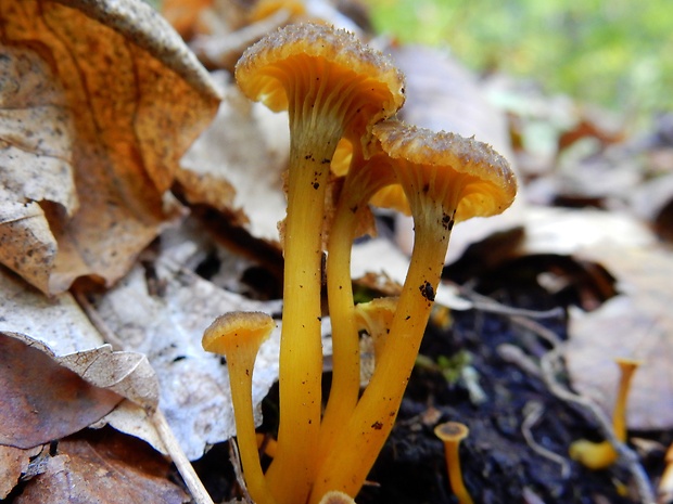 kuriatko lievikovité Craterellus tubaeformis (Fr.) Quél.