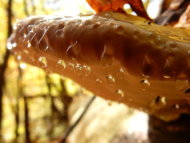 práchnovček pásikavý Fomitopsis pinicola (Sw.) P. Karst.