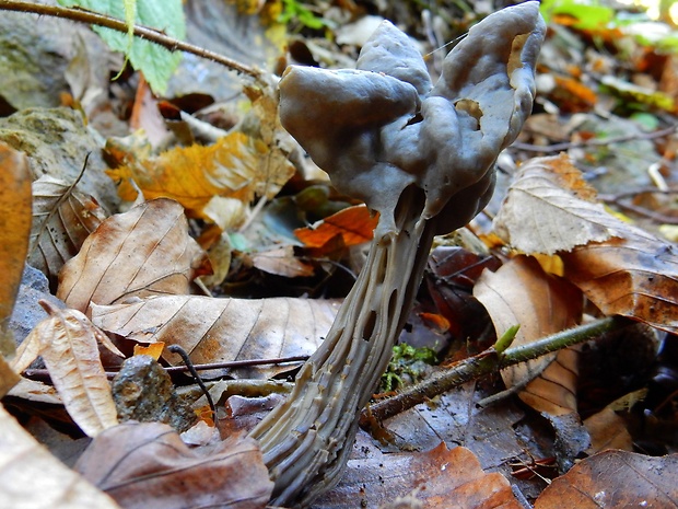 chriapač jamkatý Helvella lacunosa Afzel.