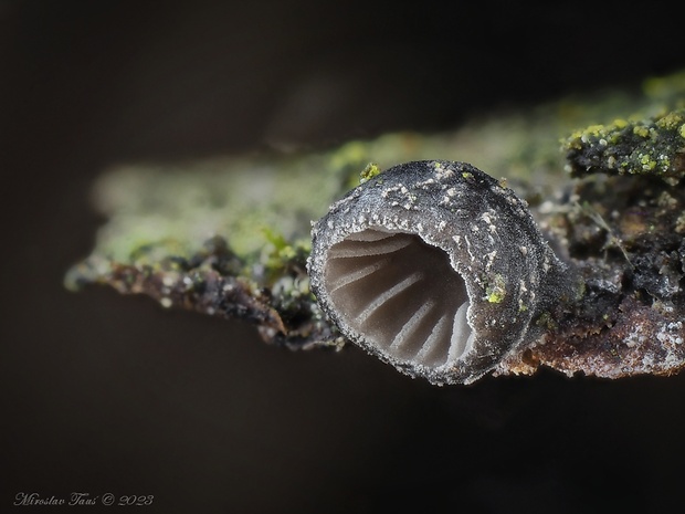 lastúrka Hohenbuehelia cyphelliformis (Berk.) O.K. Mill.