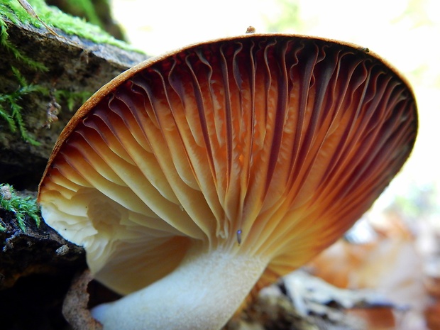 šťavnačka Hygrophorus sp.