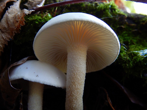 šťavnačka Hygrophorus sp.