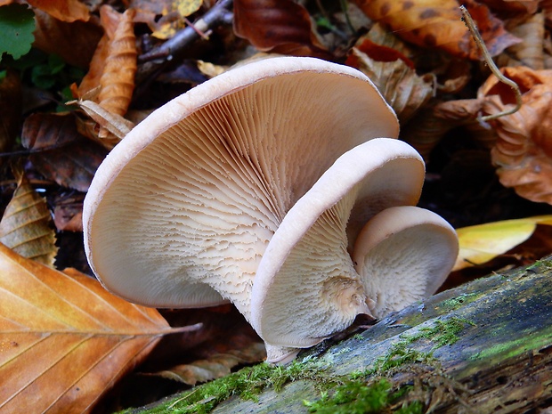 húževnatček Lentinellus sp.