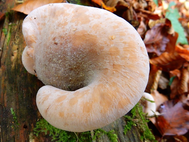 húževnatček Lentinellus sp.