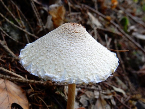 bedlička vlnatá Lepiota clypeolaria (Bull.) P. Kumm.