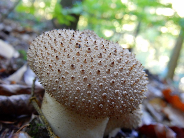 prášnica bradavičnatá Lycoperdon perlatum Pers.